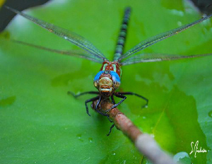 The climb off the lily pad was a stick fallen into the po... by Steven Anderson 